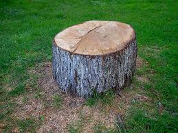 Best Tree Health Inspection  in Binghamton, NY