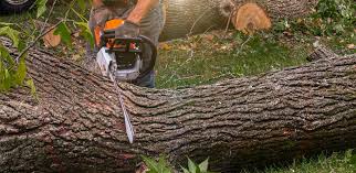 Best Lot and Land Clearing  in Binghamton, NY
