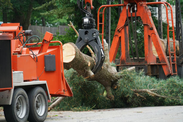 Best Hedge Trimming  in Binghamton, NY