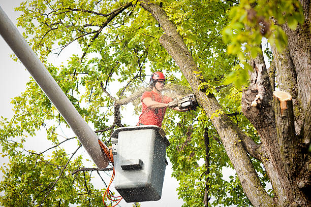 Best Palm Tree Trimming  in Binghamton, NY