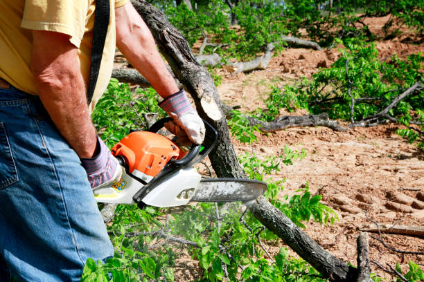 Best Hazardous Tree Removal  in Binghamton, NY